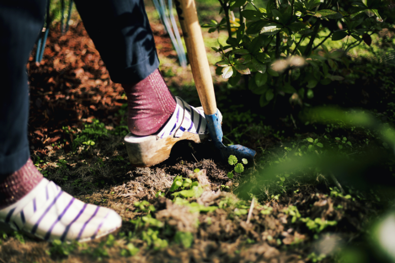 plantation printemps