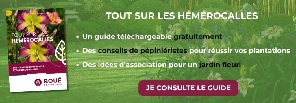 LOYOLY banniere page fidelite - Roué Pépinières