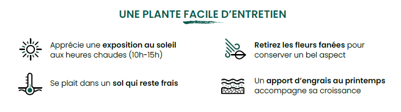 facile dentretien - Roué Pépinières