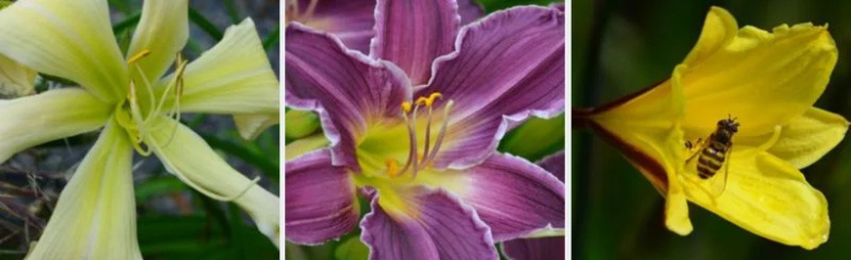 hemerocalle - Roué Pépinières