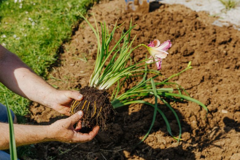 printemps 21 - Roué Pépinières