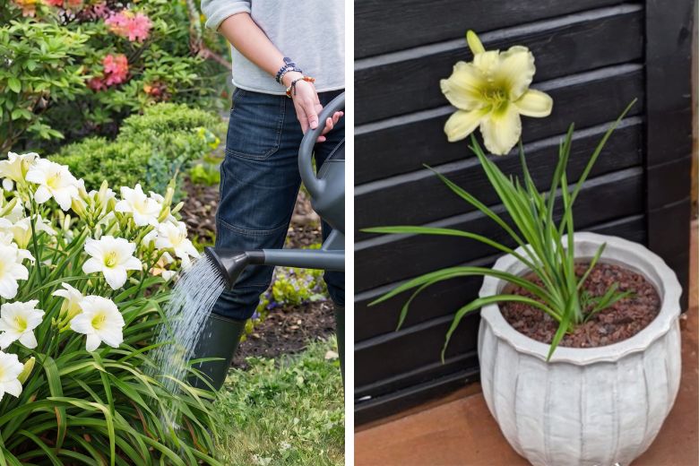 printemps 25 - Roué Pépinières