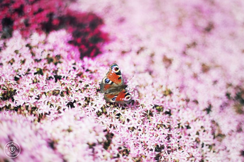 entretien jardin juin