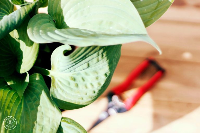 entretien jardin juin