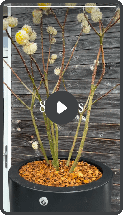 rempoter plante en pot