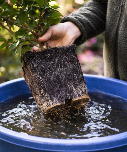 printemps 10 - Roué Pépinières
