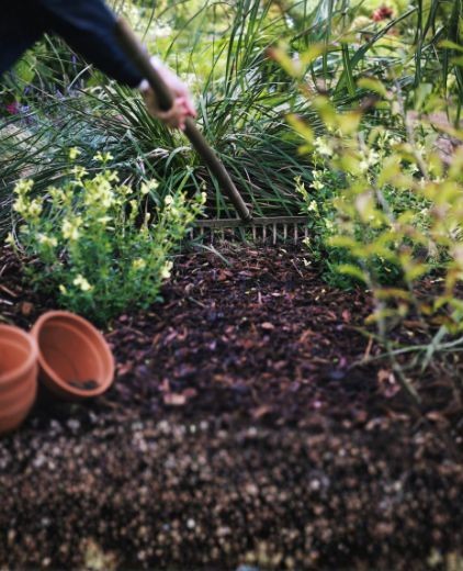 printemps 11 - Roué Pépinières