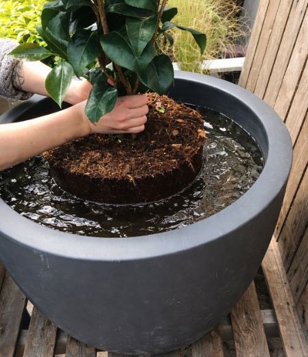 printemps 15 - Roué Pépinières