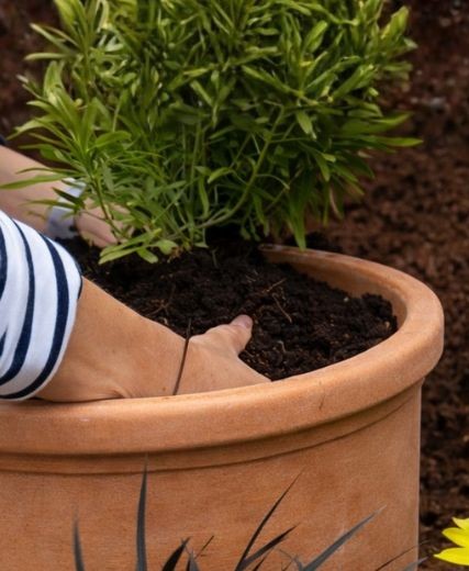 printemps 17 - Roué Pépinières