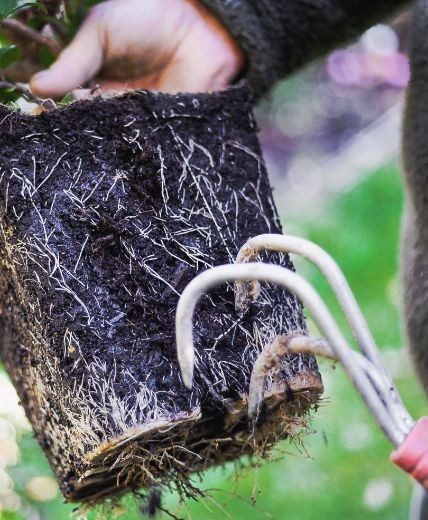 printemps 7 - Roué Pépinières