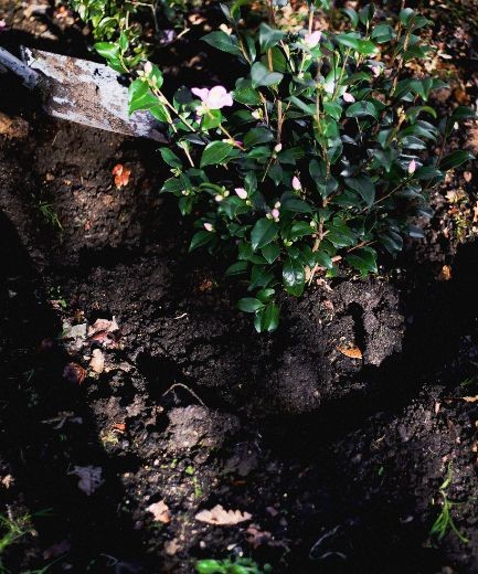 printemps 8 - Roué Pépinières