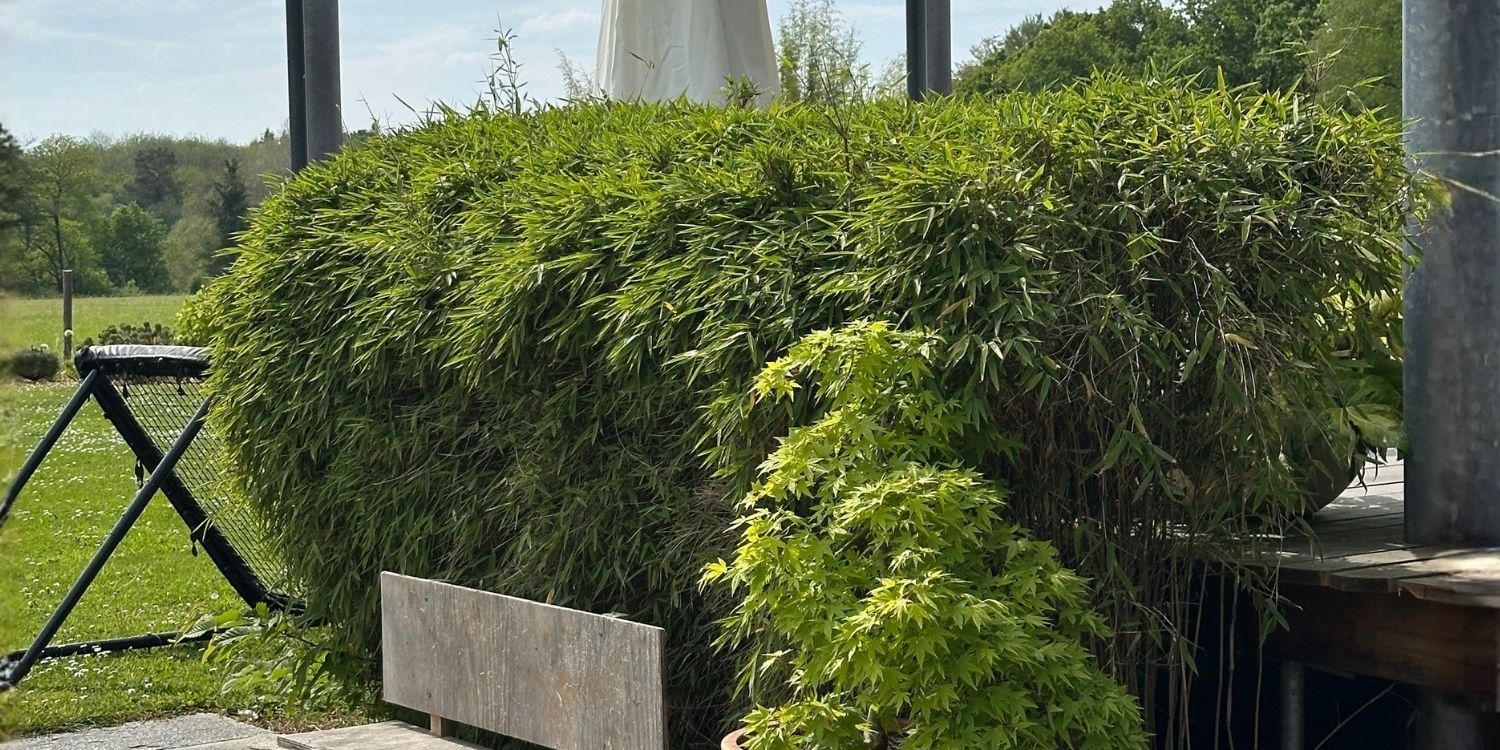 Tout savoir sur les bambous non traçants : variétés, plantation, entretien