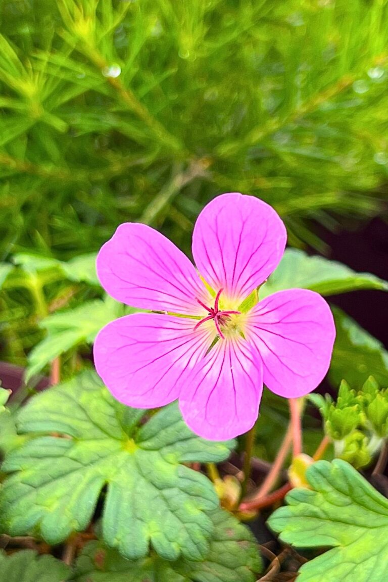 Géranium 'Kelly Jane'