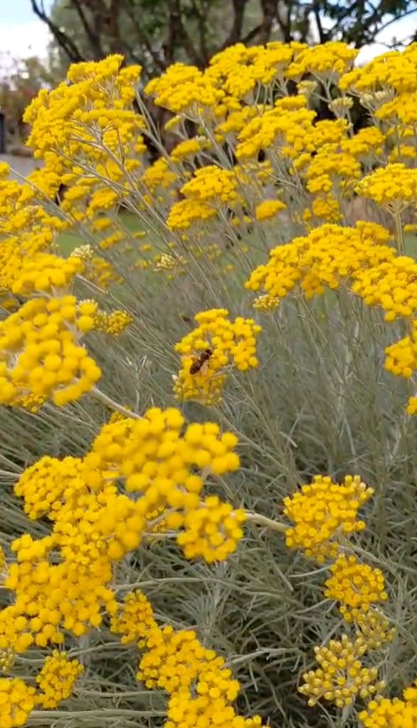 Helichrysum abeille