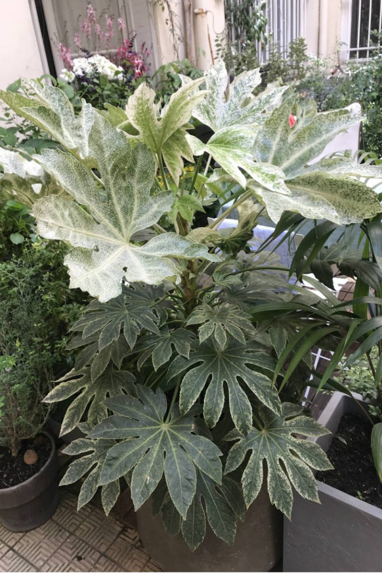 Aralia 'Spider Web'