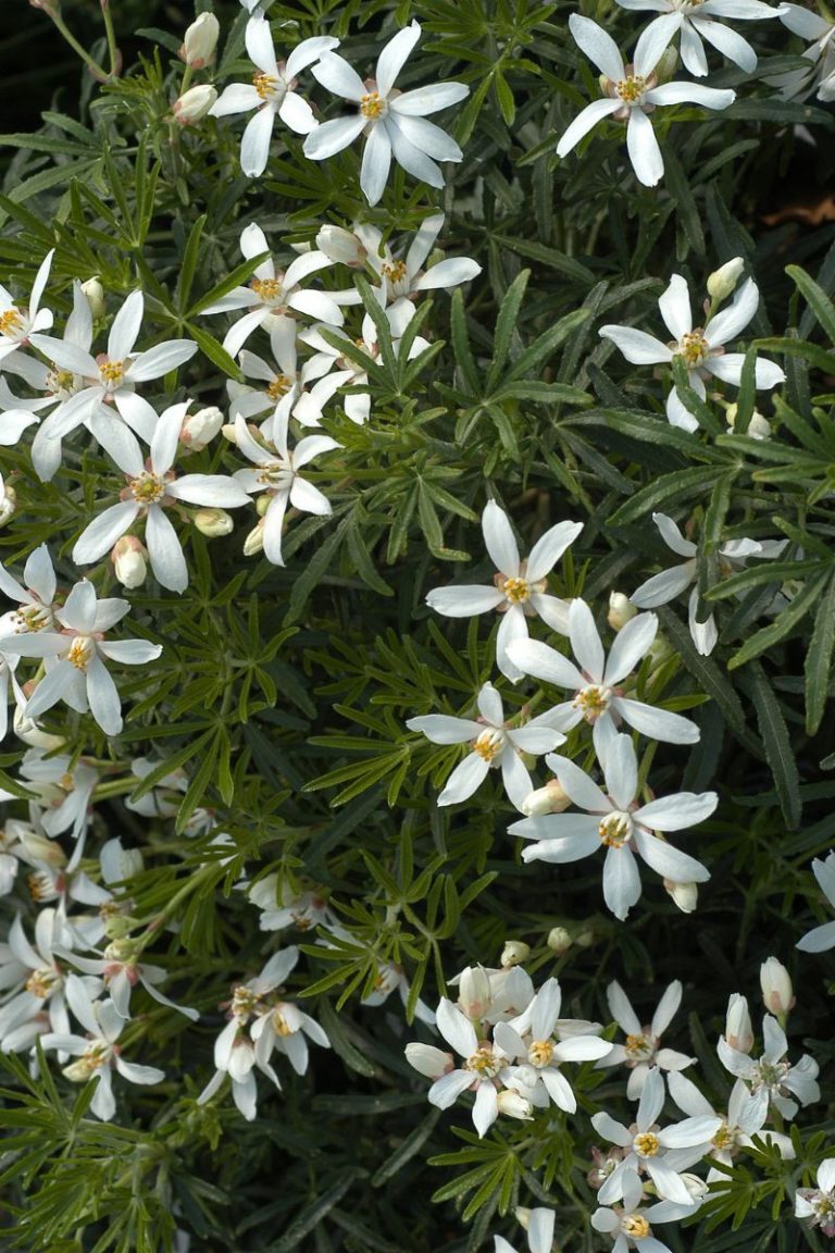 Choisya 'White Dazzler'