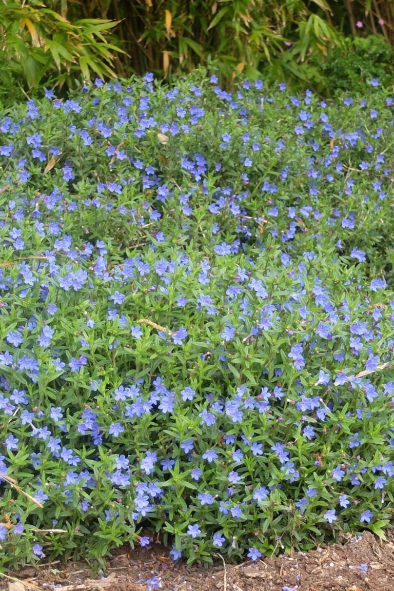format vertical blog wordpress 2 - Roué Pépinières