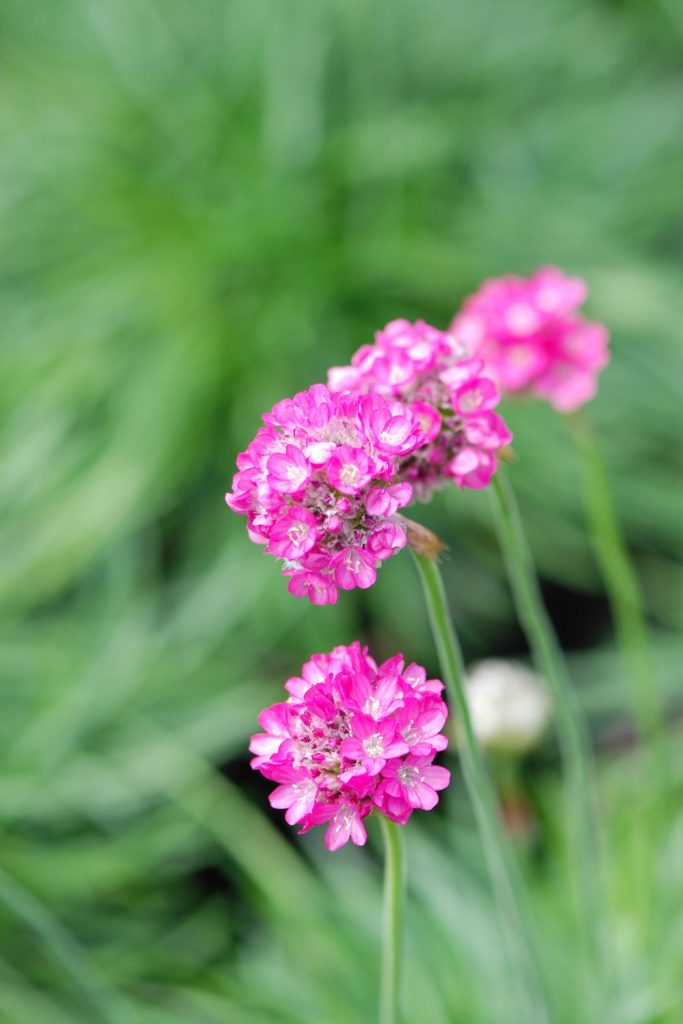 Armeria abbey deep rose