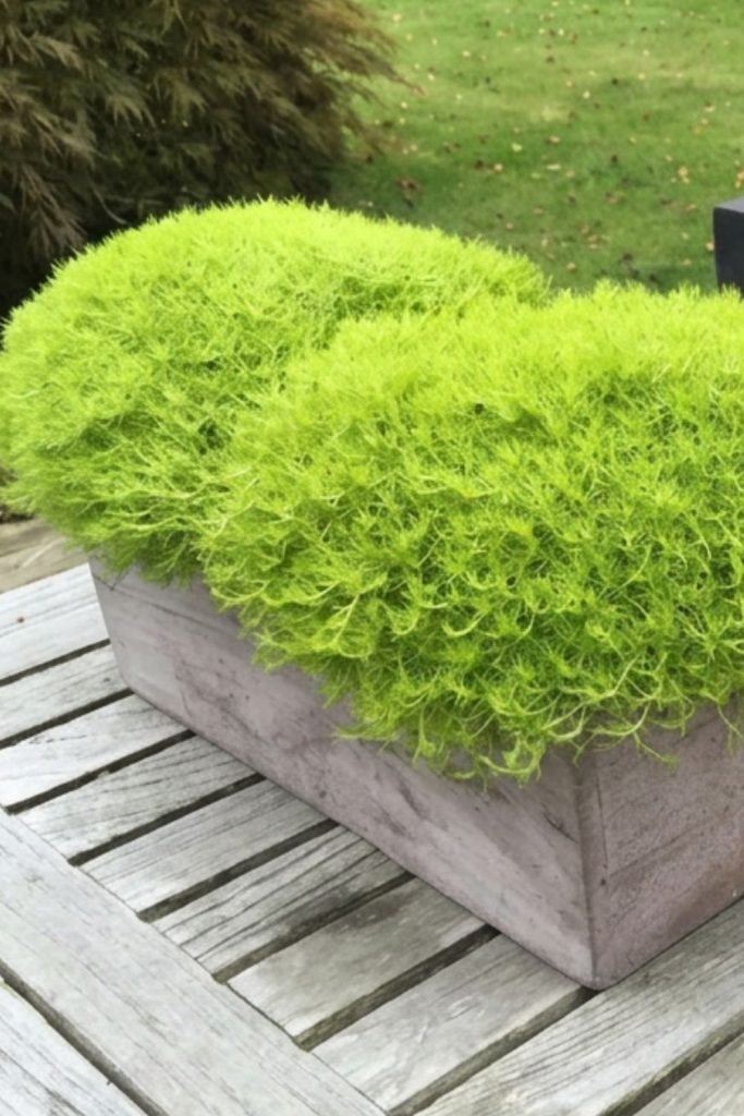 Sagine en jardiniere