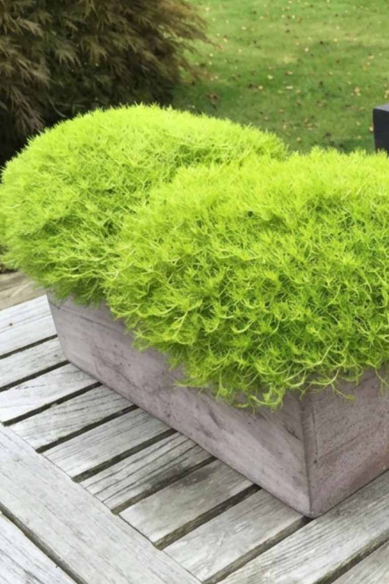 Sagine en jardiniere