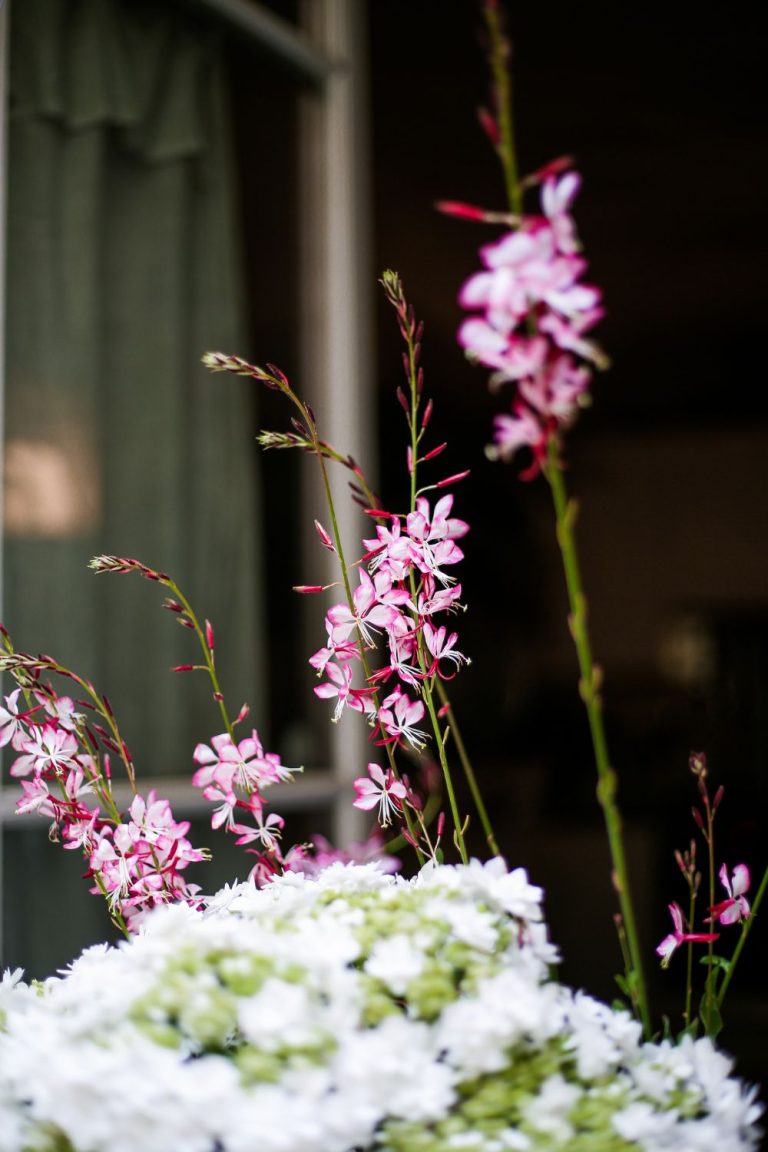 gaura sur terrasse