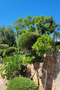 Arbustes jardin sec