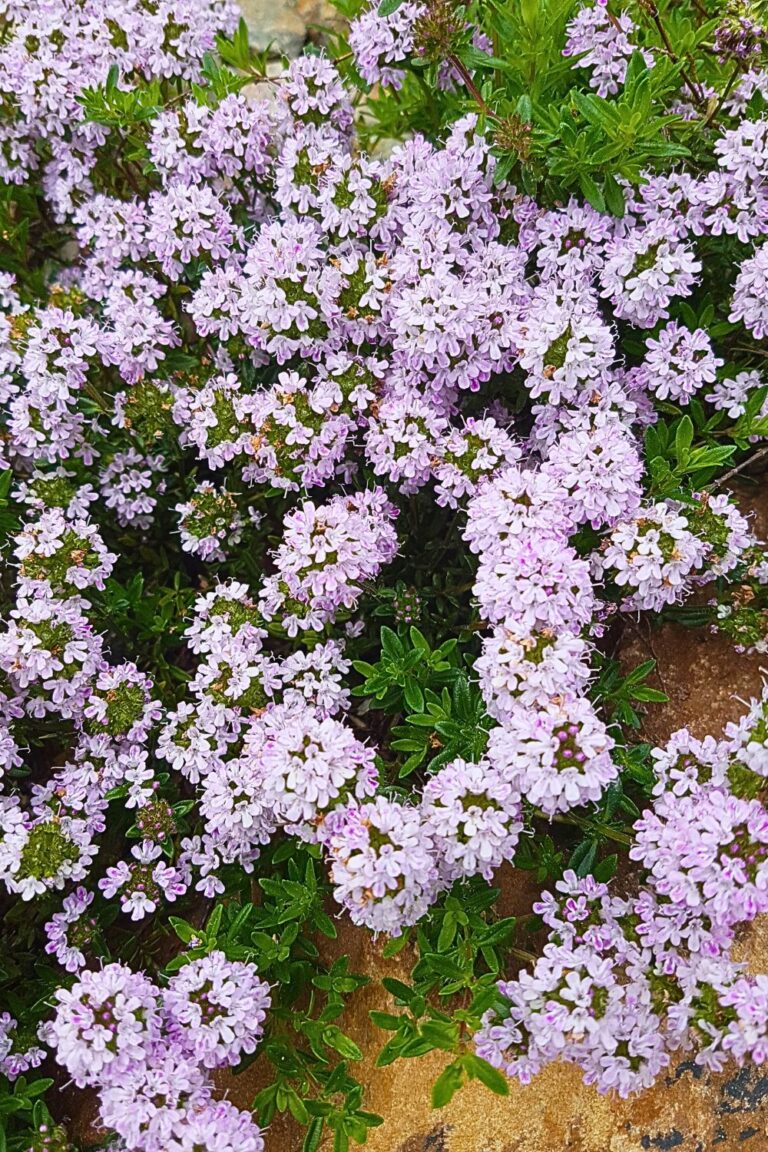 Thym serpolet