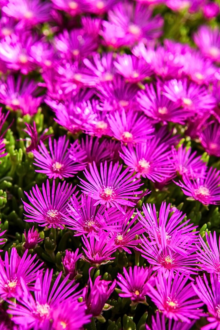 Delosperma