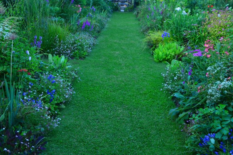 plantes couvre sol