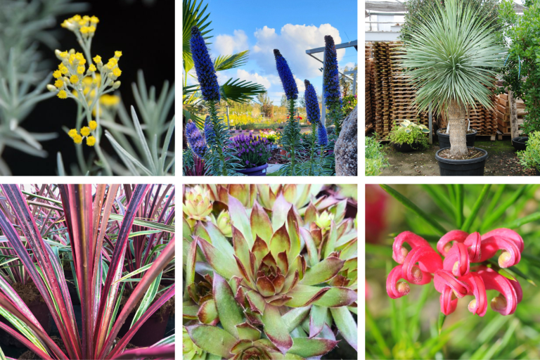 Plantes résistantes à la sécheresse
