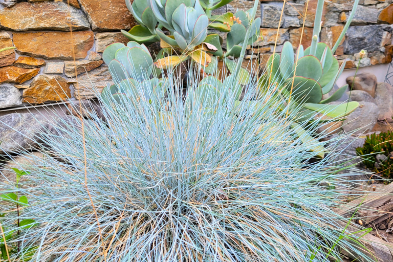 fétuque bleue