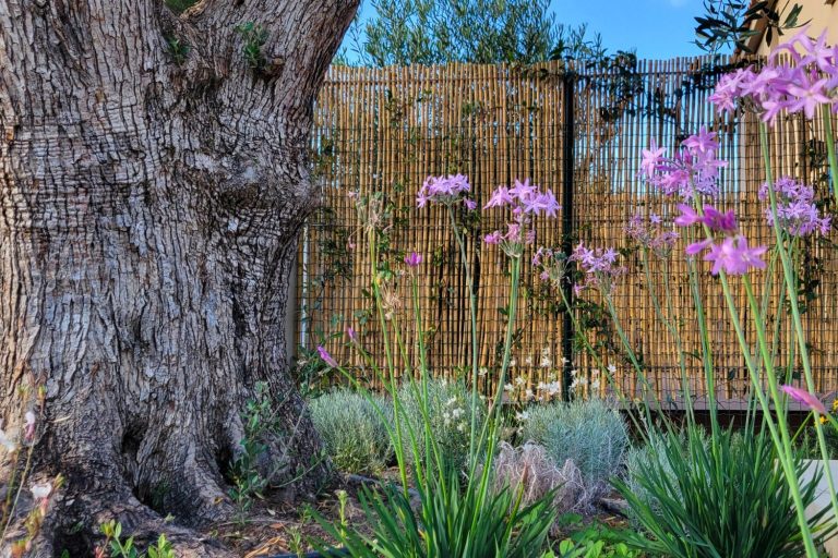 Jardin sec