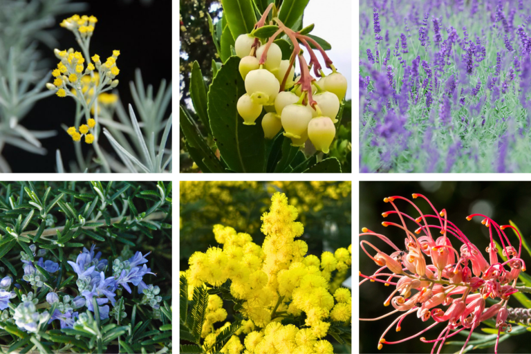 Plantes xérophiles