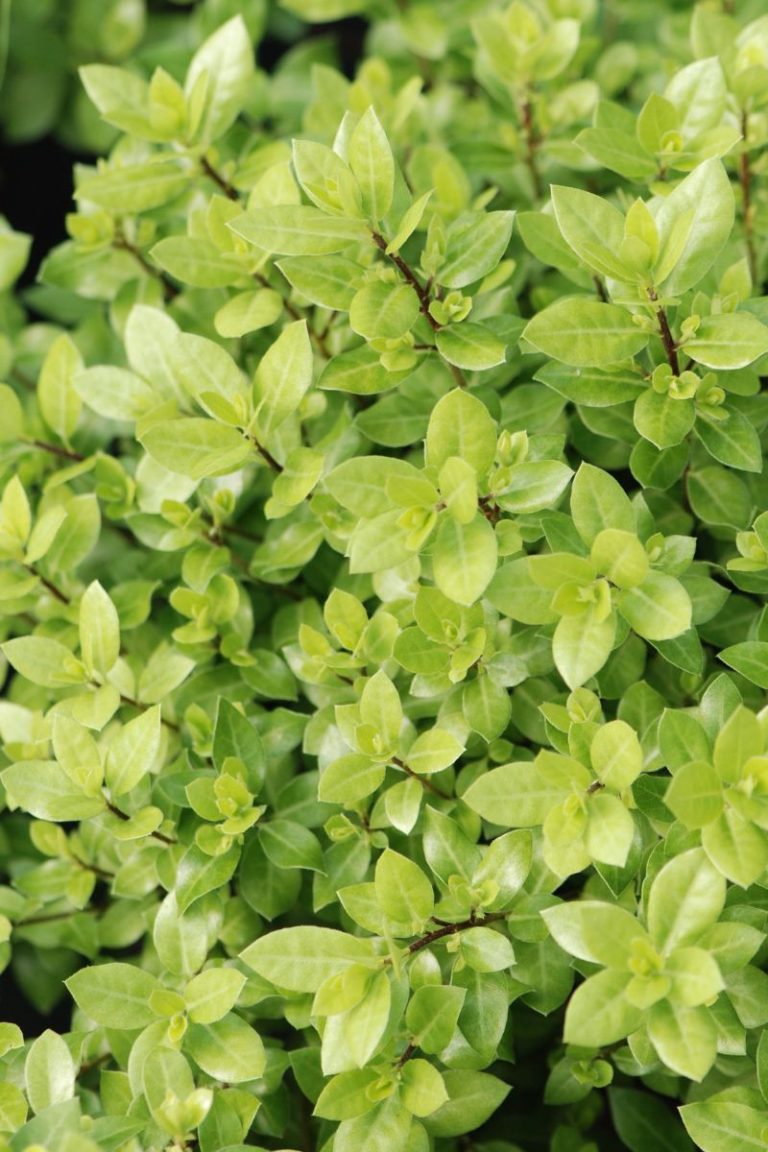 Pittosporum ‘Beach Ball’