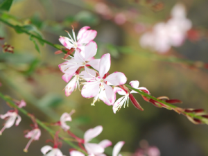 gaura