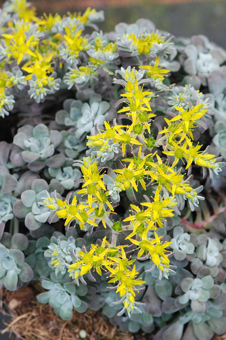 Sedum spathulifolium 'Purpureum'