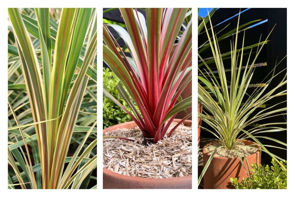Cordyline 'Torbay Dazzler', 'Red Heart' et 'Lime Passion'