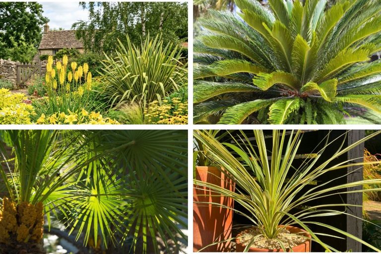 plantes ambiance jungle