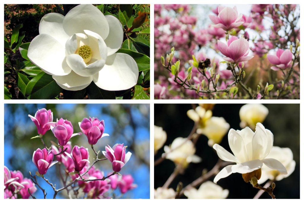 Magnolias divers