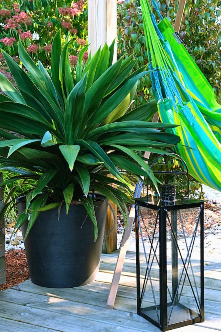 Cordyline 'Emerald Star' en pot