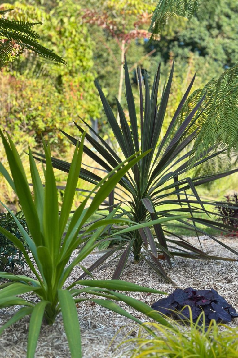 Cordyline Peko