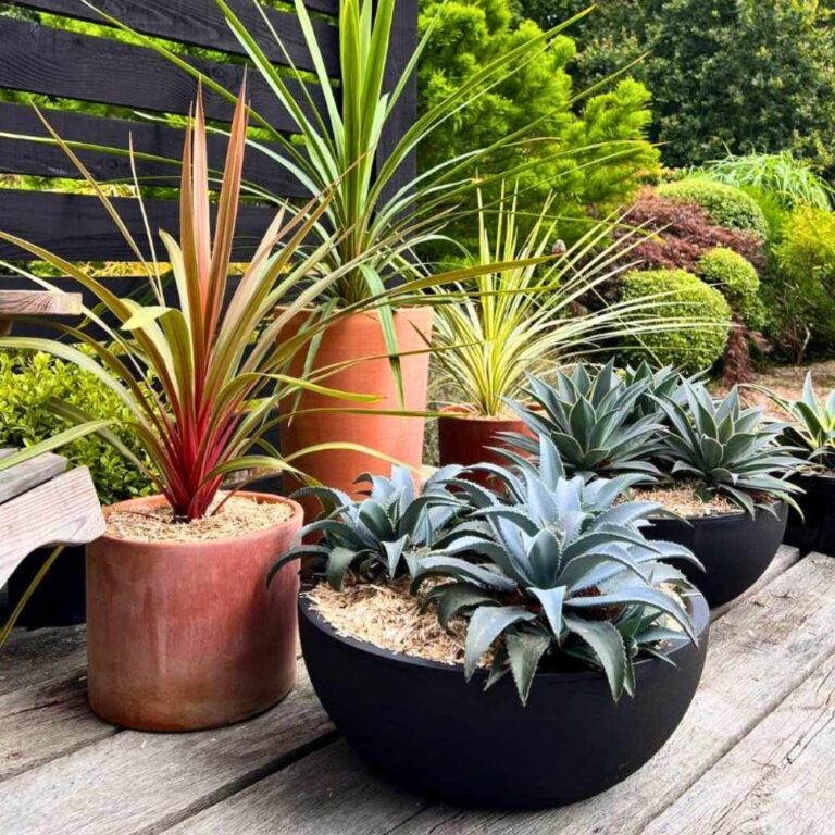 cordyline associations en pot