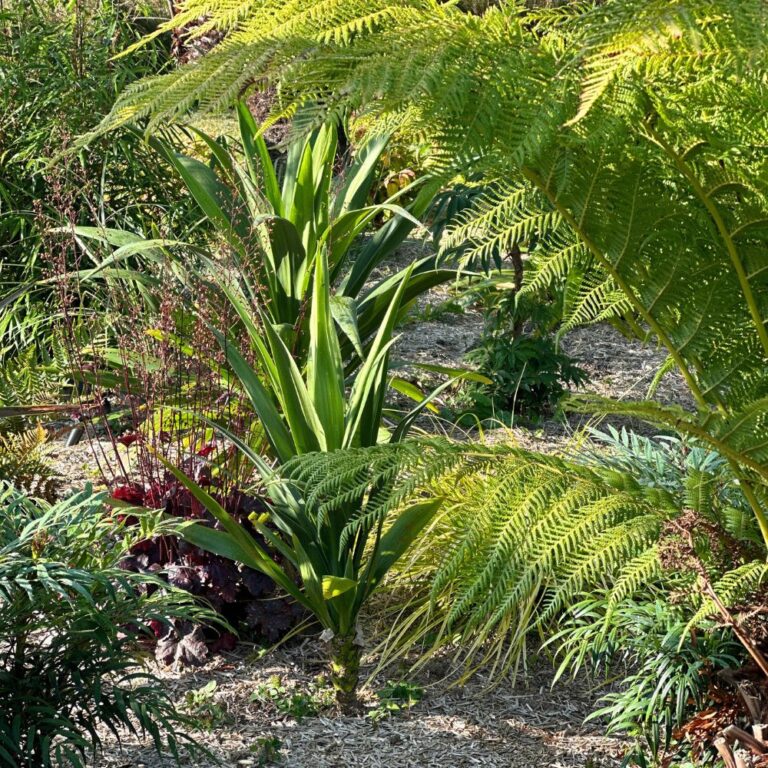 Pleine terre cordyline