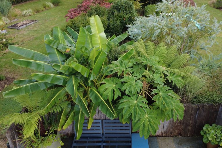 massif tropical