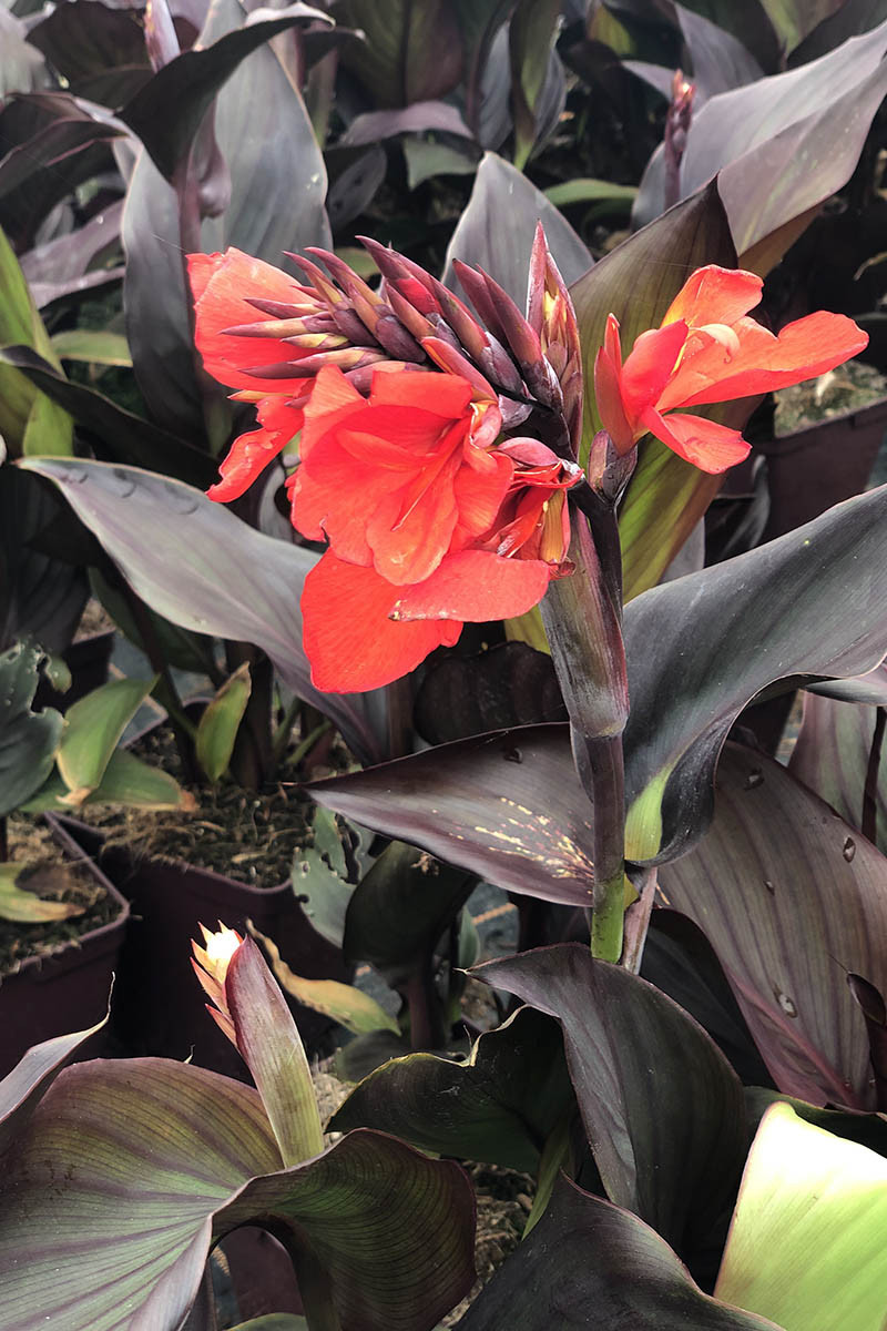 canna-bronze-scarlet-