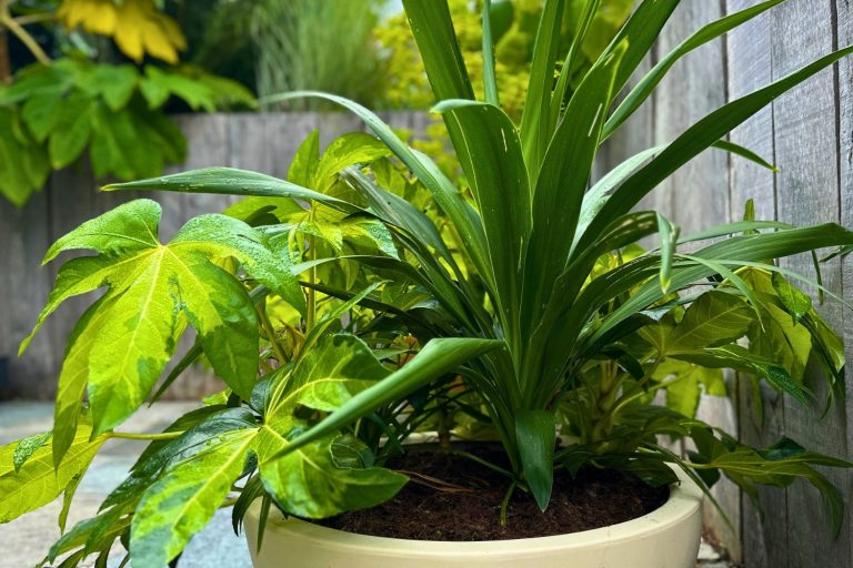 cordyline en pot