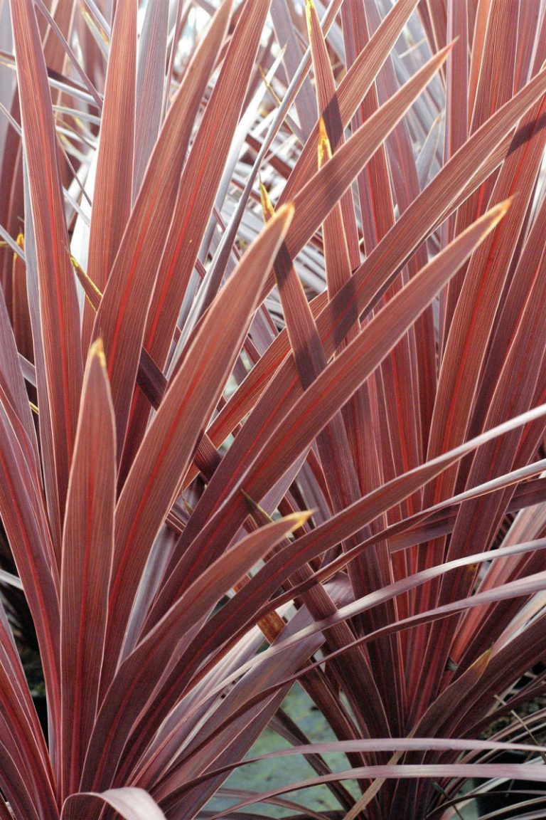 Cordyline Red Star
