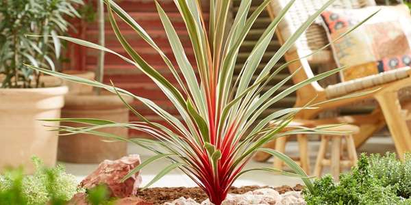 cordyline