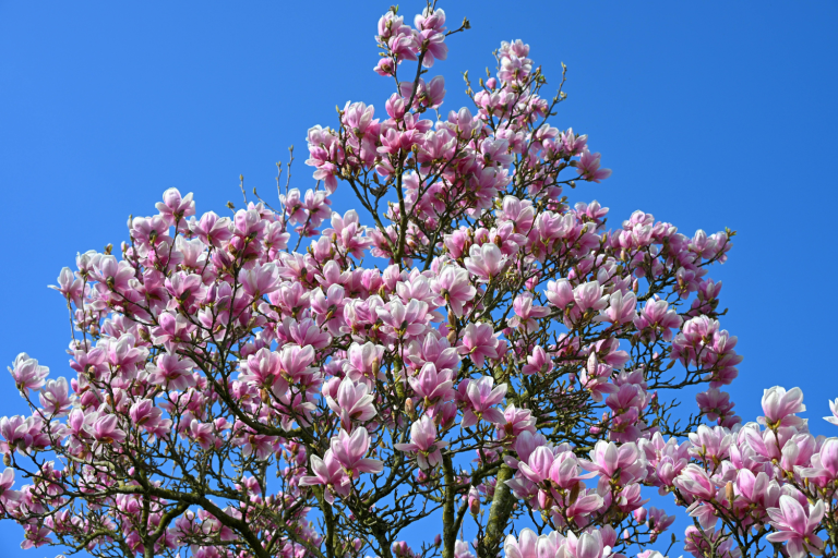 Magnolia x soulangeana