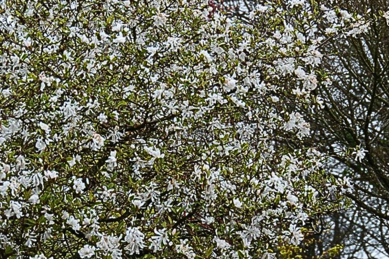 Magnolia stellata